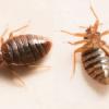 Photo for Bed Bug Removal Sandusky