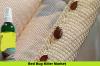 Photo for Bed Bug Killer Market Growing Demand, Analysis by Key Players: BASF, Bayer CropScience, Syngenta, FMC and Control solution