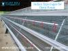 Photo for Indian Type Cages for Open House @ Poultry Equipment Manufacturers