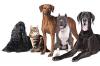 Photo for Puppy Daycare Edmonton Offers Excellent Value For Money