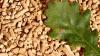 Photo for Biomass Pellets Market Study By Application & Top Key Players – Viridis Energy Inc., Drax Biomass, Enviva Biomass