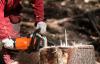 Photo for Stumps Removal Adelaide| Tree Removal Services