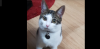 Photo for Meowsitting