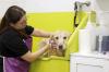 Photo for Pet Odor Control & Clean-Up Products Market Size, Share, Growth, Trends and Industry Analysis Report, 2019 to 2025