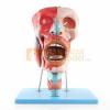 Photo for Anatomical Models Market Top Comapny Profiles Till 2022