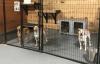 Photo for Comfortable And Trusted Dog Boarding In Jupiter