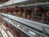 Photo for Broiler Battery Cages for Poultry Farming