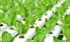 Photo for Cultivate Hydroponic & Organic Garden Center