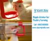 Photo for Nipple Drinking System for Poultry Farming
