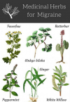 Photo for migraine herbal treatment