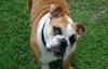 Photo for English Bulldog Puppies For Sale - englishbulldogfarm.com-United state