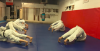 Photo for Sherbourne Martial Arts Academy: SMAA