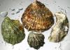 Photo for Global Calcium Carbonate from Oyster Shell Market Manufacturers Sales Analysis Report 2019-2024
