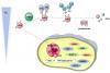 Photo for Protein-based Nanoparticles Synthesis