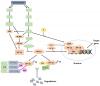 Photo for Bioparticles Analysis and Characterization Service