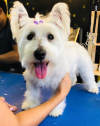 Photo for Pets Little Kingdom