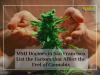 Photo for MMJ Doctors in San Francisco List the Factors that Affect the Feel of Cannabis