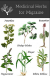 Photo for migraine herbal treatment