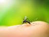 Photo for 3 insect repellent products that save people from the havoc of insects