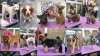 Photo for Furtastic Beasts Dog Grooming
