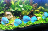 Photo for Buy the Reliable Aquarium Supplies from Aquatic Warehouse