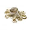 Photo for Global Octopus Market Analysis Report 2019-2024