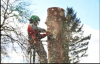 Photo for J Carty's Tree Service Ltd (Mullholland)