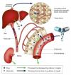 Photo for Xenobiotic Metabolites