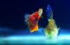 Photo for Ornamental Fish Market Size, Share, Growth, Trends and Industry Statistics Report, 2019 to 2025