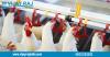 Photo for Nipple Drinker for Poultry Farming @ Vijay Raj Poultry Equipments