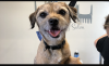 Photo for Rose's Dog Grooming and Canine Ultrasound Scanning