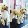 Photo for Shampoodle Dog Grooming by Sarah