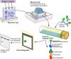 Photo for Western Blotting Market Revenue is expected to Reach $958.4 Million by 2025