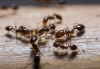 Photo for GTA Toronto Pest Control