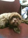Photo for Dog Shipping Services