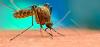 Photo for Dengue Fever- What are its Symptoms?
