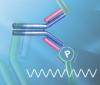 Photo for Phospho-specific Antibodies