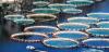 Photo for Aquaculture market to grow at 2.0% CAGR from 2014 to 2020