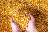 Photo for Corn Seed Coating Agent Market