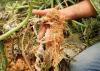 Photo for Global Nematicides Market Research Report - Industry Analysis, Size, Share, Growth, Trends and Forecast Till 2026