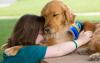 Photo for Companion Animal Postoperative Pain Management Therapeutics Market