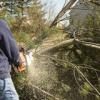 Photo for Portland-Tree Care