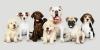 Photo for Planning A Vacation? Get Your Pet To The Best Boarding Ever!