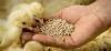Photo for Global Eubiotics Market Research Report - Industry Analysis, Size, Share, Growth, Trends and Forecast Till 2026