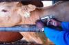 Photo for Livestock Vaccine Market 2020: Industry Growth, Trends and Research Report, To 2025