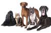 Photo for A Puppy Daycare Is Better Than Hiring A Dog Walker