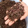 Photo for Global Vermicompost Market Research Report - Industry Analysis, Size, Share, Growth, Trends and Forecast Till 2026