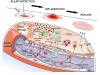 Photo for acute inflammation