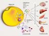 Photo for adipocytokines