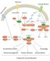 Photo for DDAB Liposomes for DNA/RNA Delivery